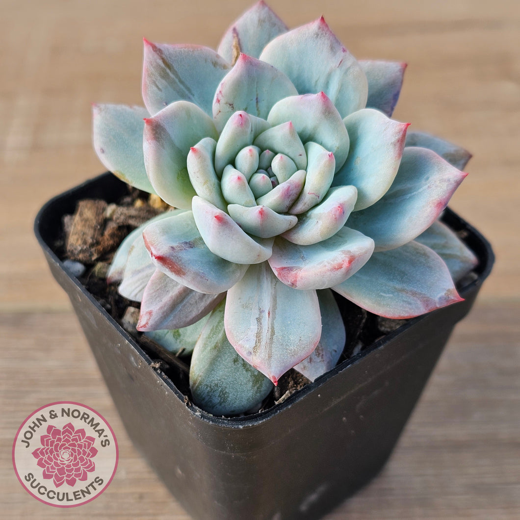 Echeveria 'Blue Bird' Monstrose