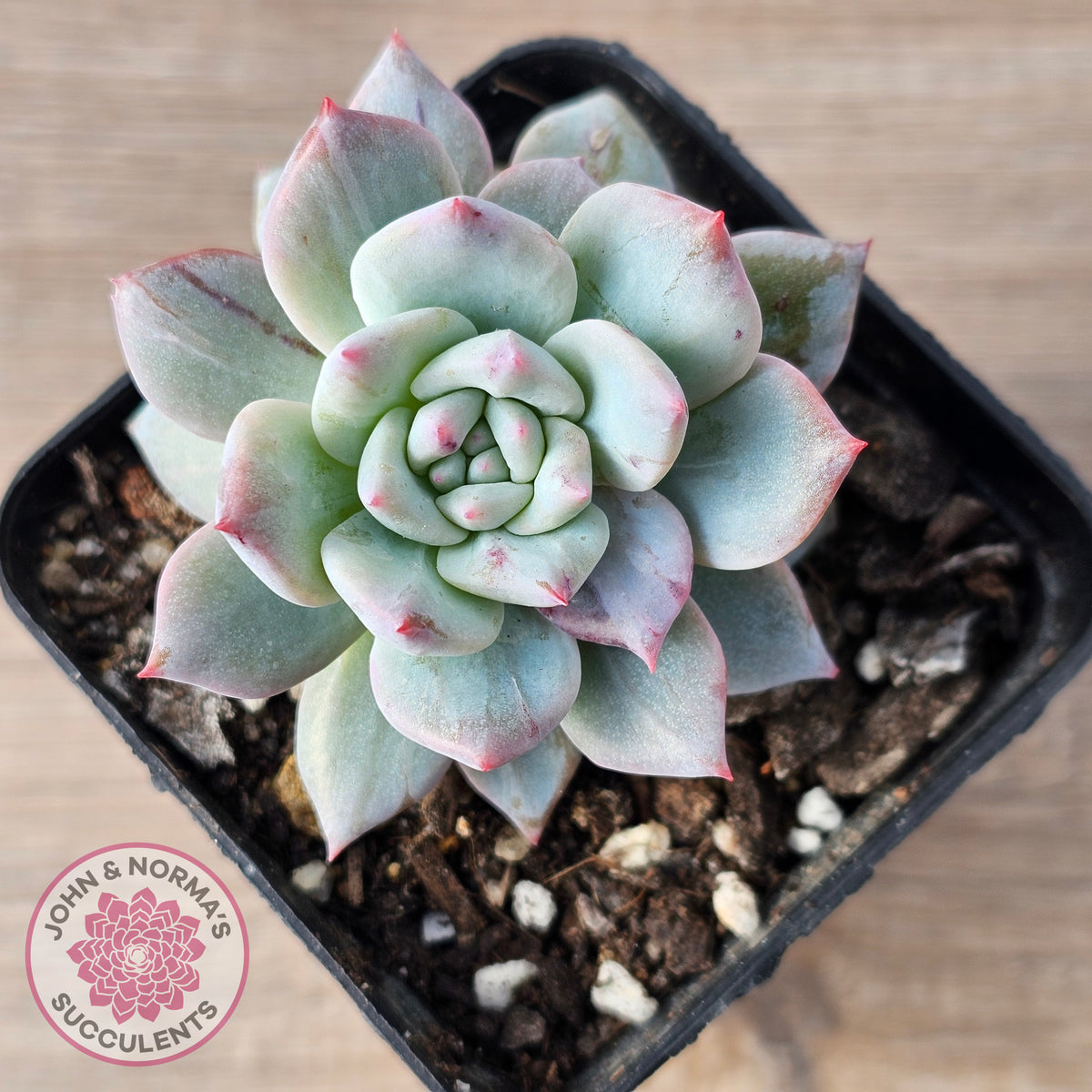 Echeveria 'Blue Bird' Monstrose
