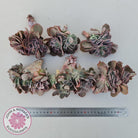 Echeveria 'Blue Curls' Crested Cuttings