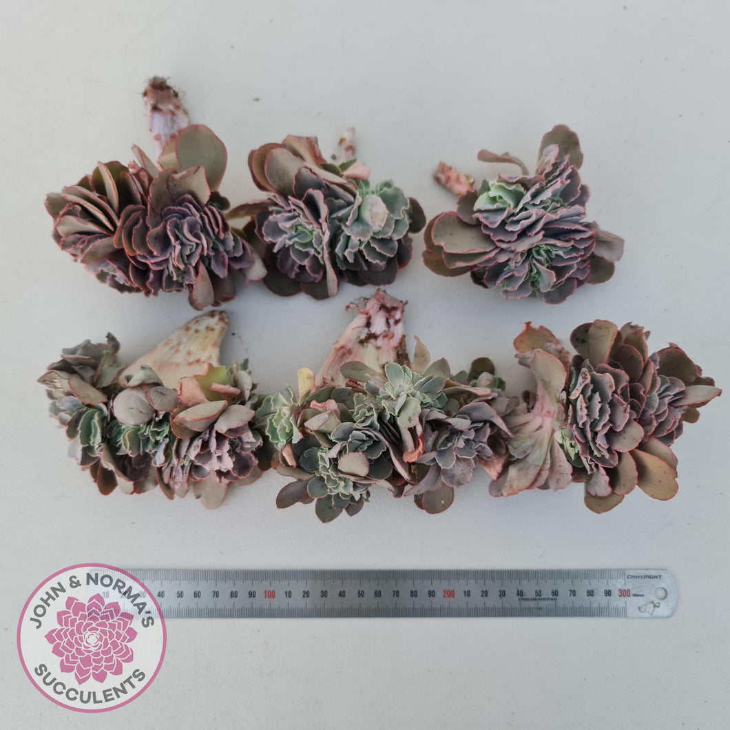 Echeveria 'Blue Curls' Crested Cuttings - John & Norma's Succulents Australia