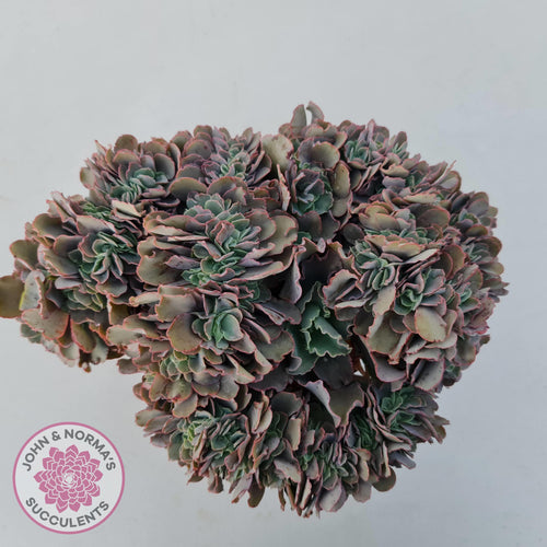 Echeveria 'Blue Curls' Crested Cuttings - John & Norma's Succulents Australia