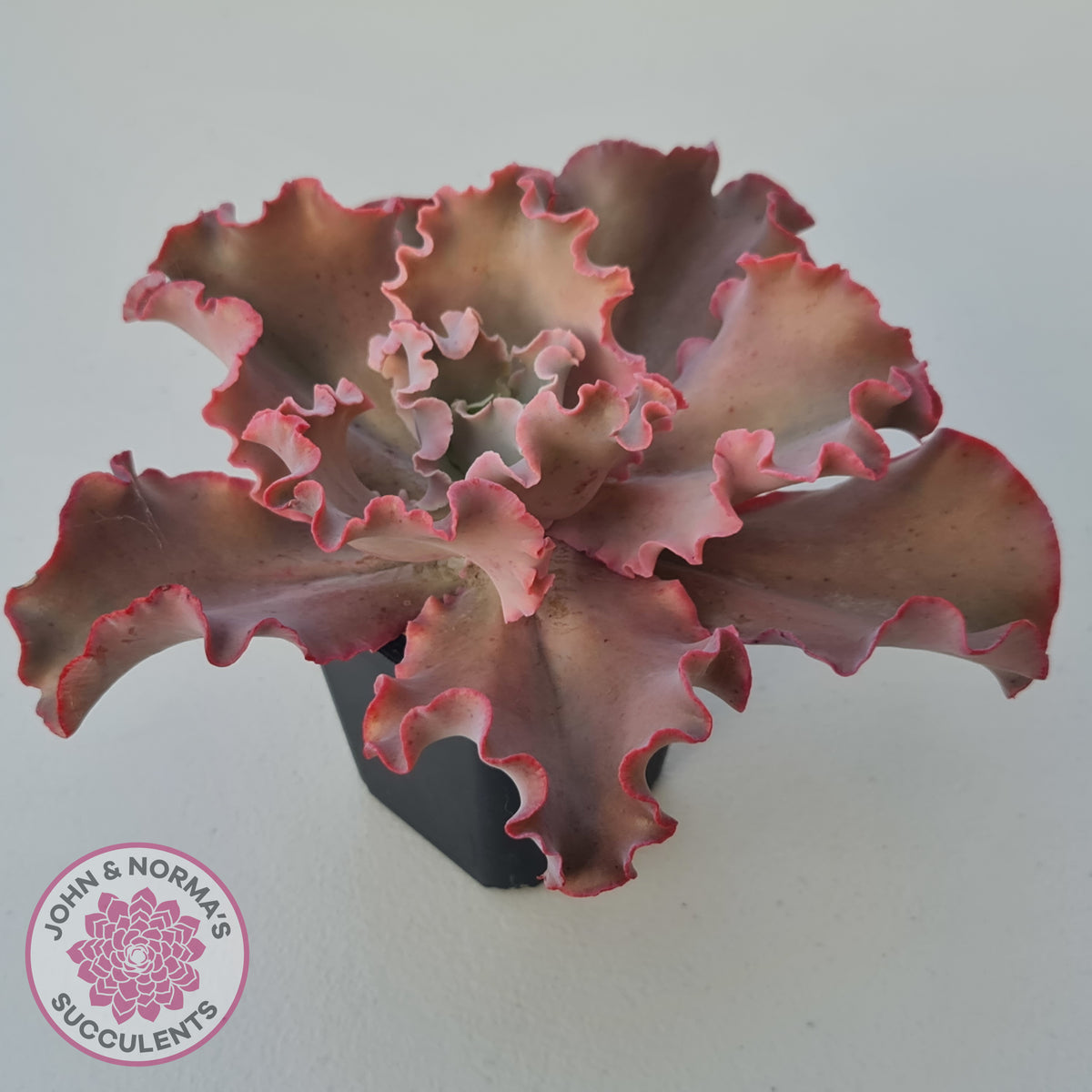 Echeveria Blue Curls