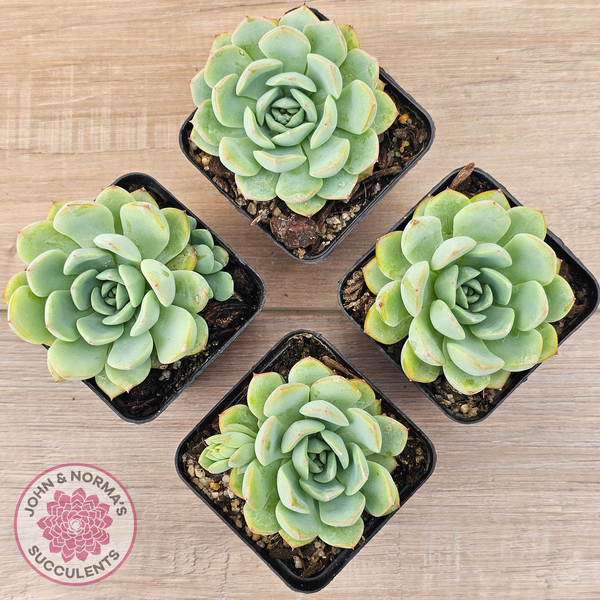 Echeveria 'Blue Day'