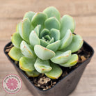 Echeveria 'Blue Day'
