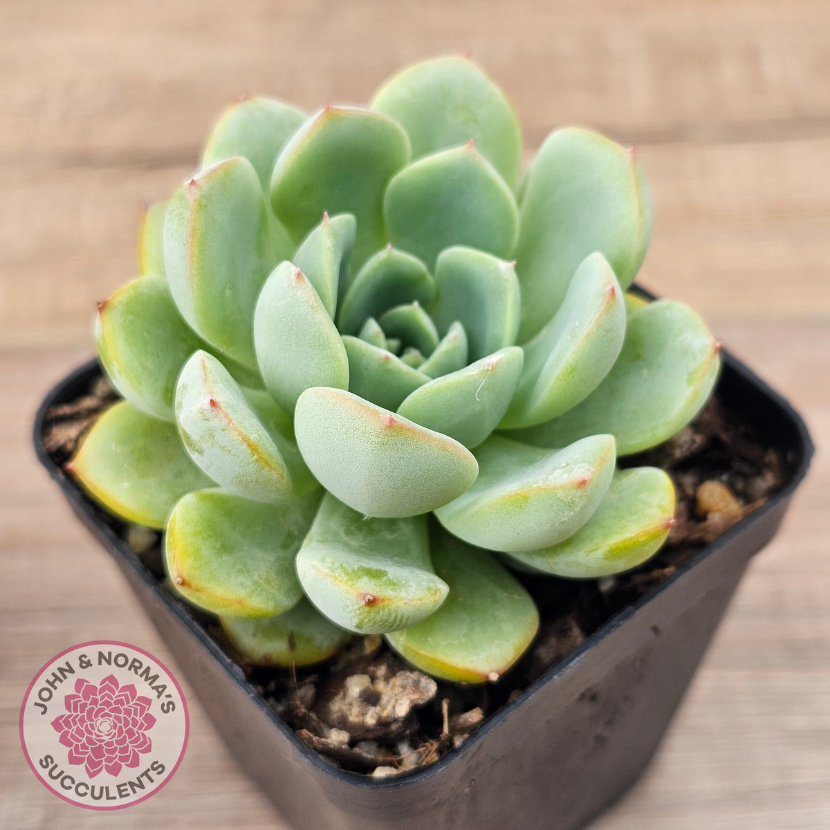 Echeveria 'Blue Day'