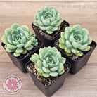 Echeveria 'Blue Day'