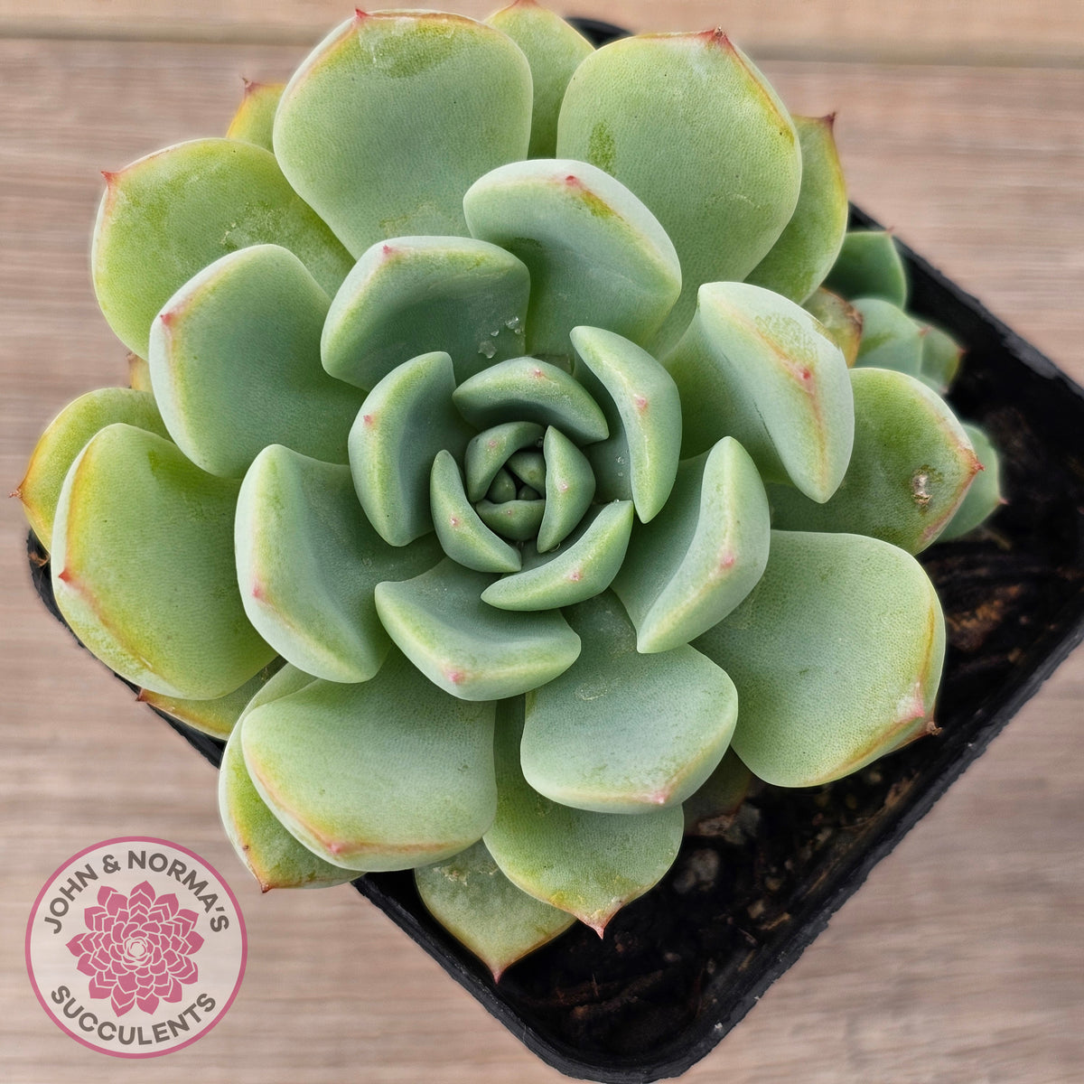 Echeveria 'Blue Day'