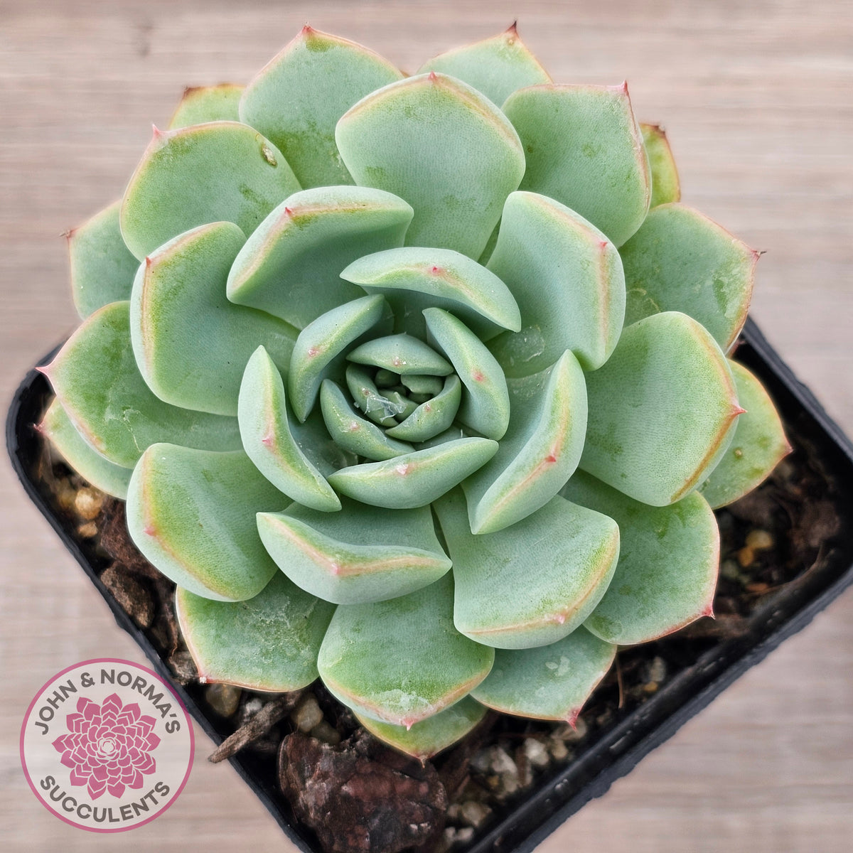 Echeveria 'Blue Day'