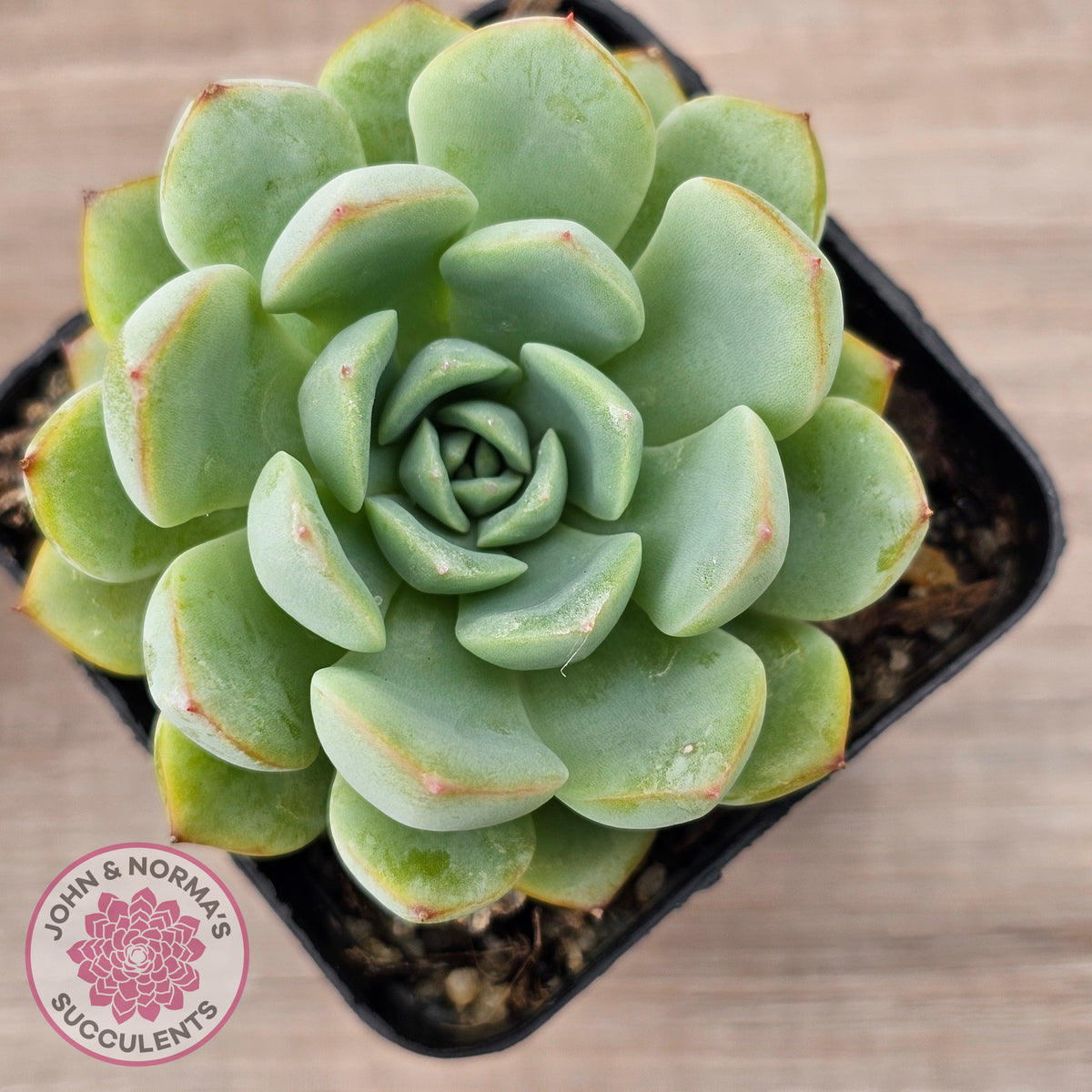 Echeveria 'Blue Day'