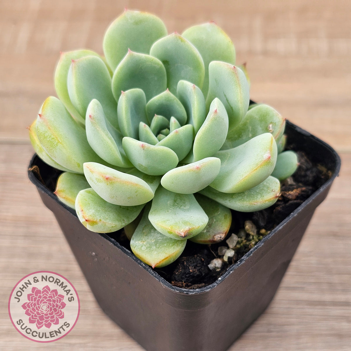 Echeveria 'Blue Day'