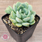Echeveria 'Blue Day'
