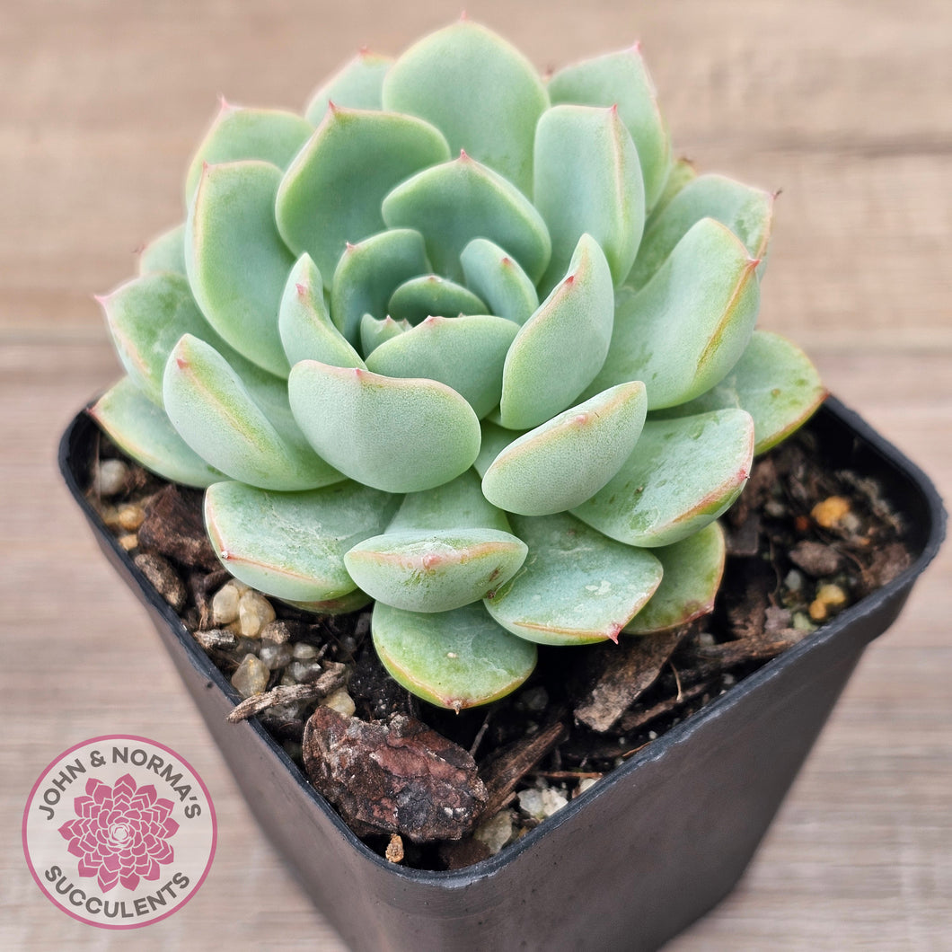 Echeveria 'Blue Day'