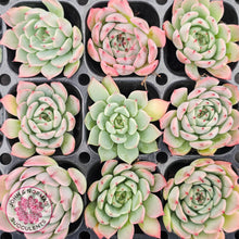 Load image into Gallery viewer, Echeveria 'Blue Dolphin' - Cutting
