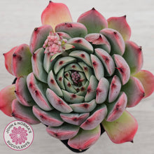 Load image into Gallery viewer, Echeveria 'Blue Dolphin'
