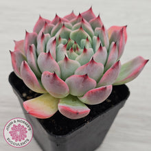 Load image into Gallery viewer, Echeveria 'Blue Dolphin'
