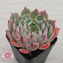 Load image into Gallery viewer, Echeveria 'Blue Dolphin'
