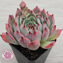 Load image into Gallery viewer, Echeveria 'Blue Dolphin'

