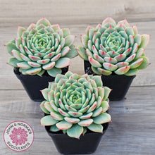 Load image into Gallery viewer, Echeveria 'Blue Eye'
