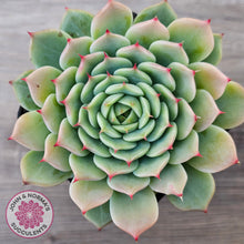 Load image into Gallery viewer, Echeveria 'Blue Eye'
