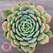 Load image into Gallery viewer, Echeveria 'Blue Eye'
