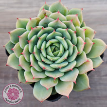 Load image into Gallery viewer, Echeveria 'Blue Eye'
