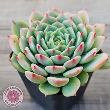 Load image into Gallery viewer, Echeveria 'Blue Eye'
