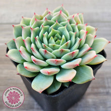 Load image into Gallery viewer, Echeveria 'Blue Eye'
