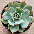 Echeveria Blue Light Frilly
