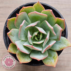 Echeveria Blue Light Frilly