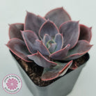 Echeveria Blue Metal (Single)