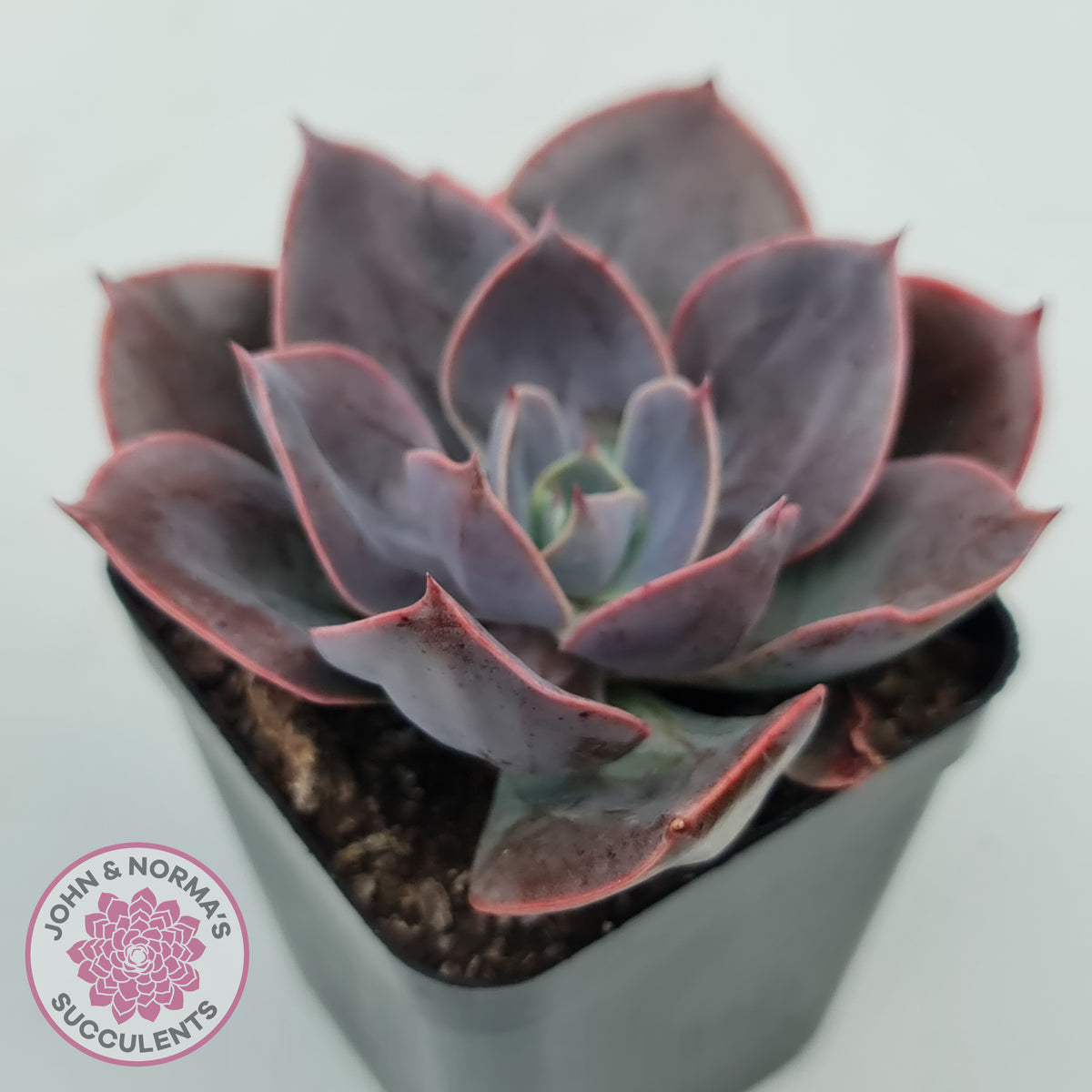 Echeveria Blue Metal (Single)