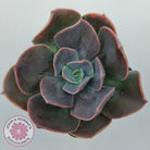 Echeveria Blue Metal (Single)