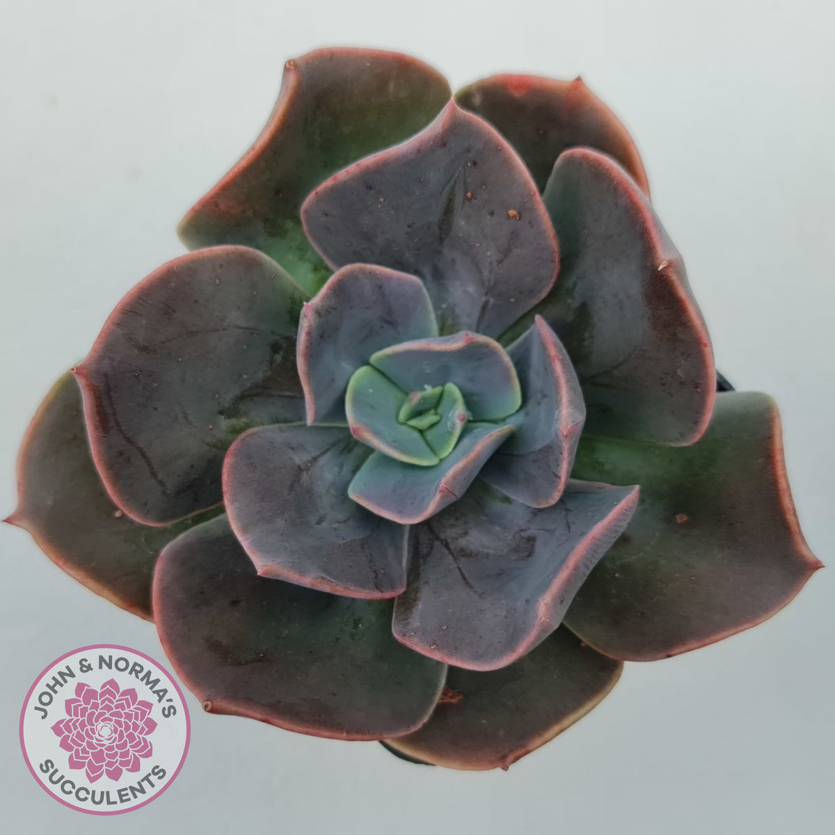 Echeveria Blue Metal (Single)