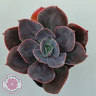 Echeveria Blue Metal (Single)