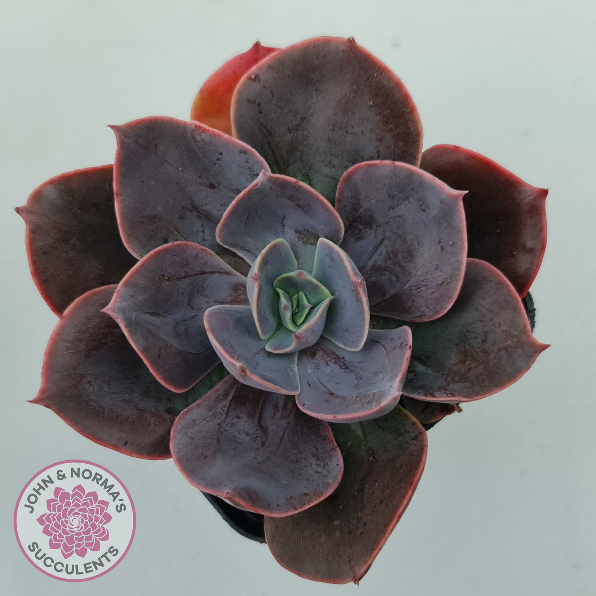 Echeveria Blue Metal (Single)