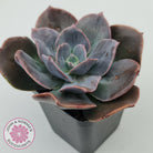 Echeveria Blue Metal (Single)