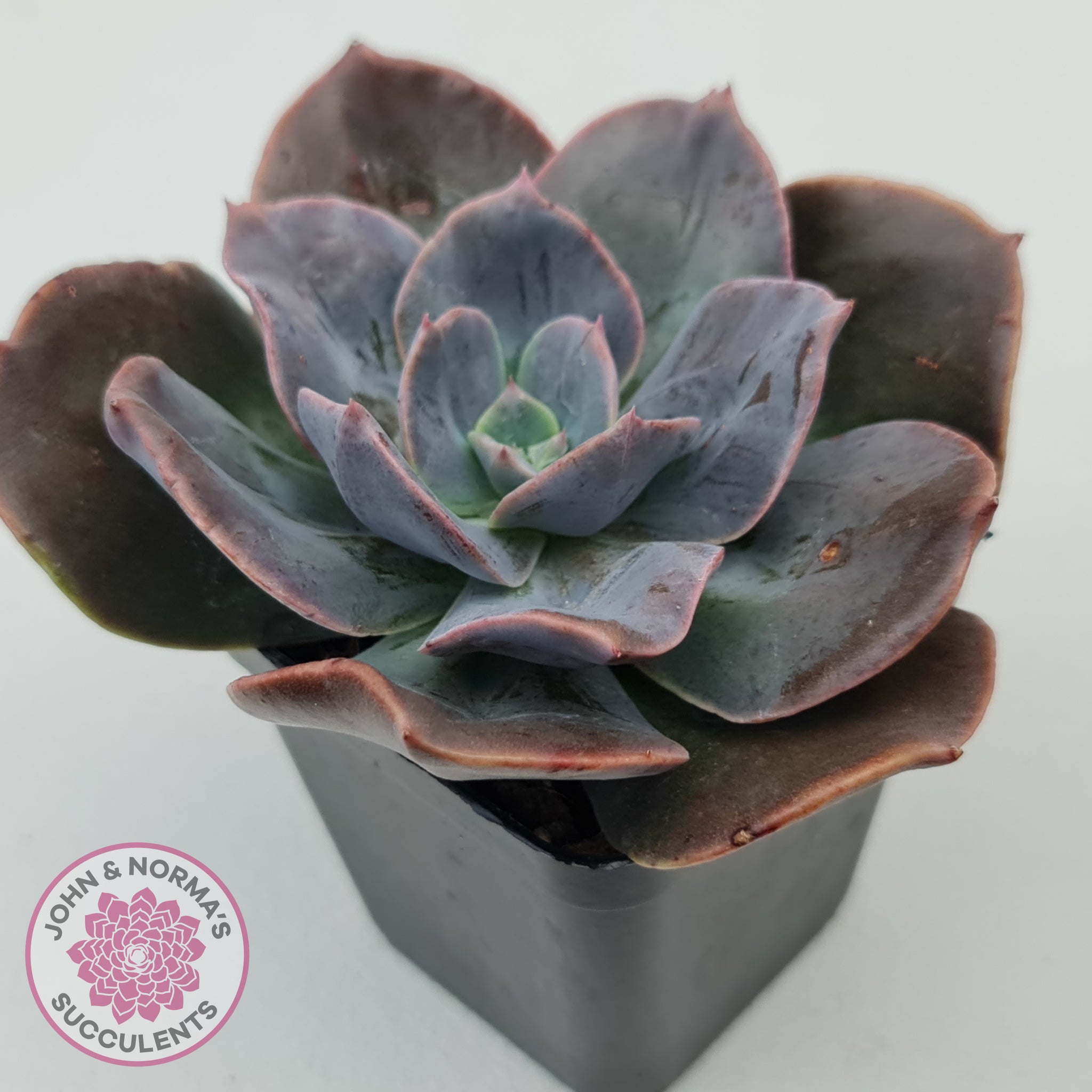 blue metal succulent Buy Echeveria Blue Metal (Single) Australia