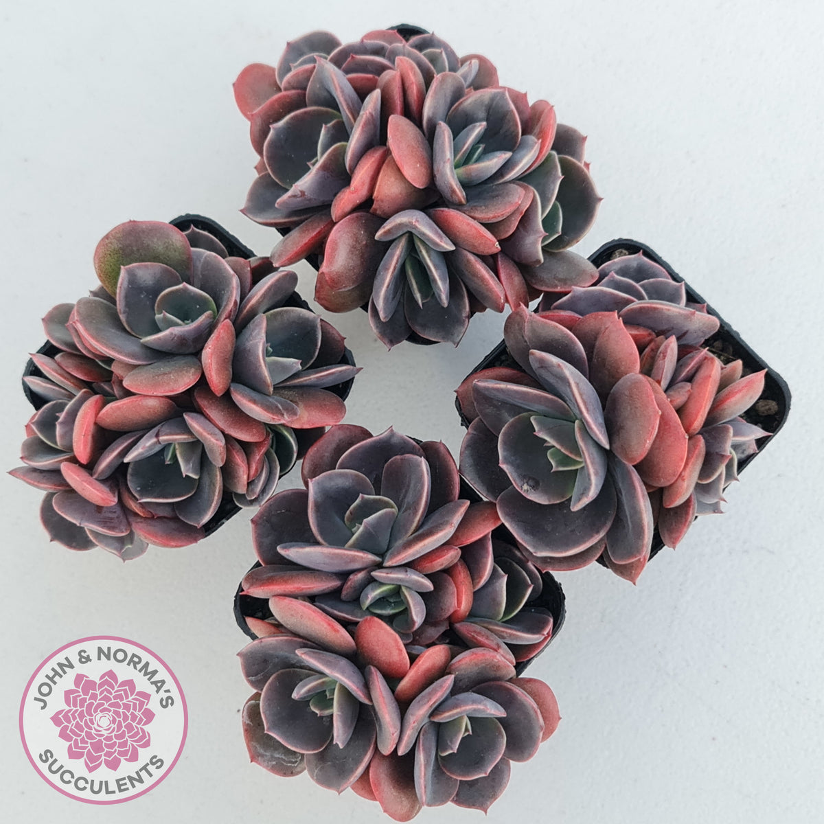 Echeveria Blue Metal (Single)
