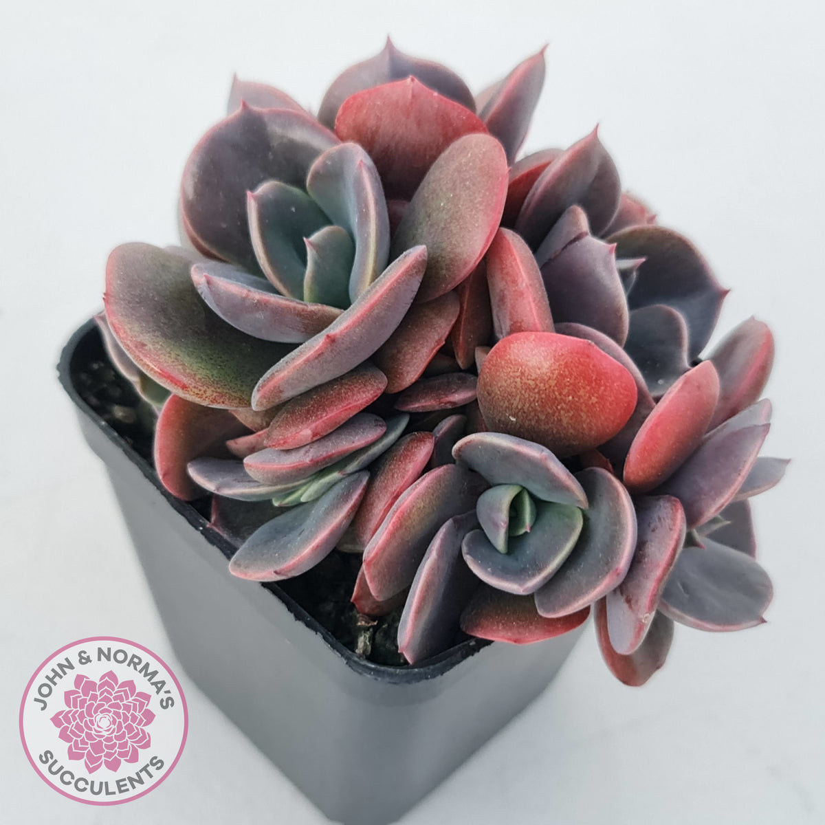 Echeveria Blue Metal (Single)