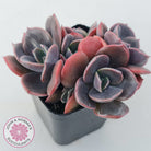 Echeveria Blue Metal (Single)