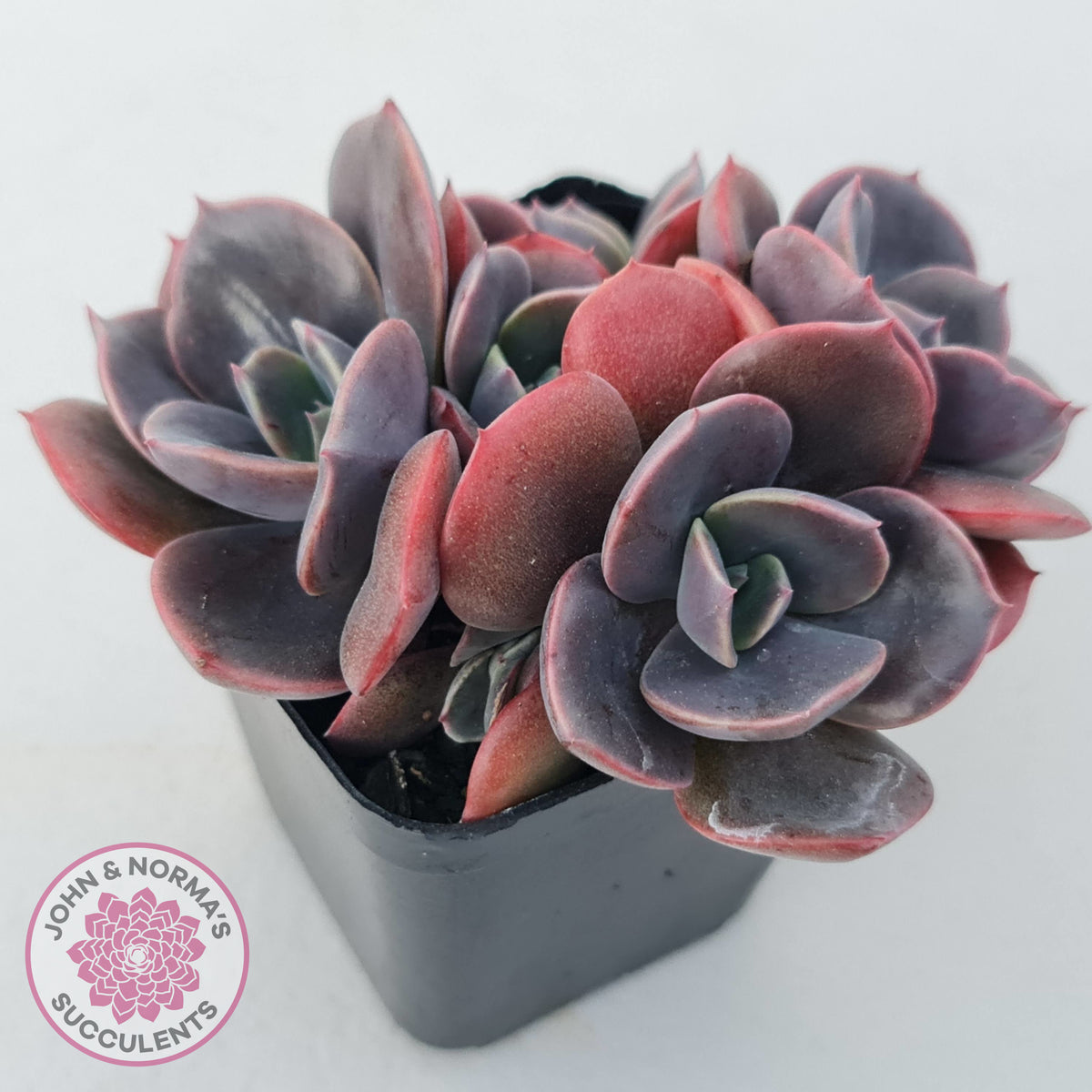 Echeveria Blue Metal (Single)