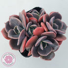 Echeveria Blue Metal (Single)