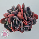 Echeveria Blue Metal (Single)