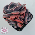 Echeveria Blue Metal (Single)