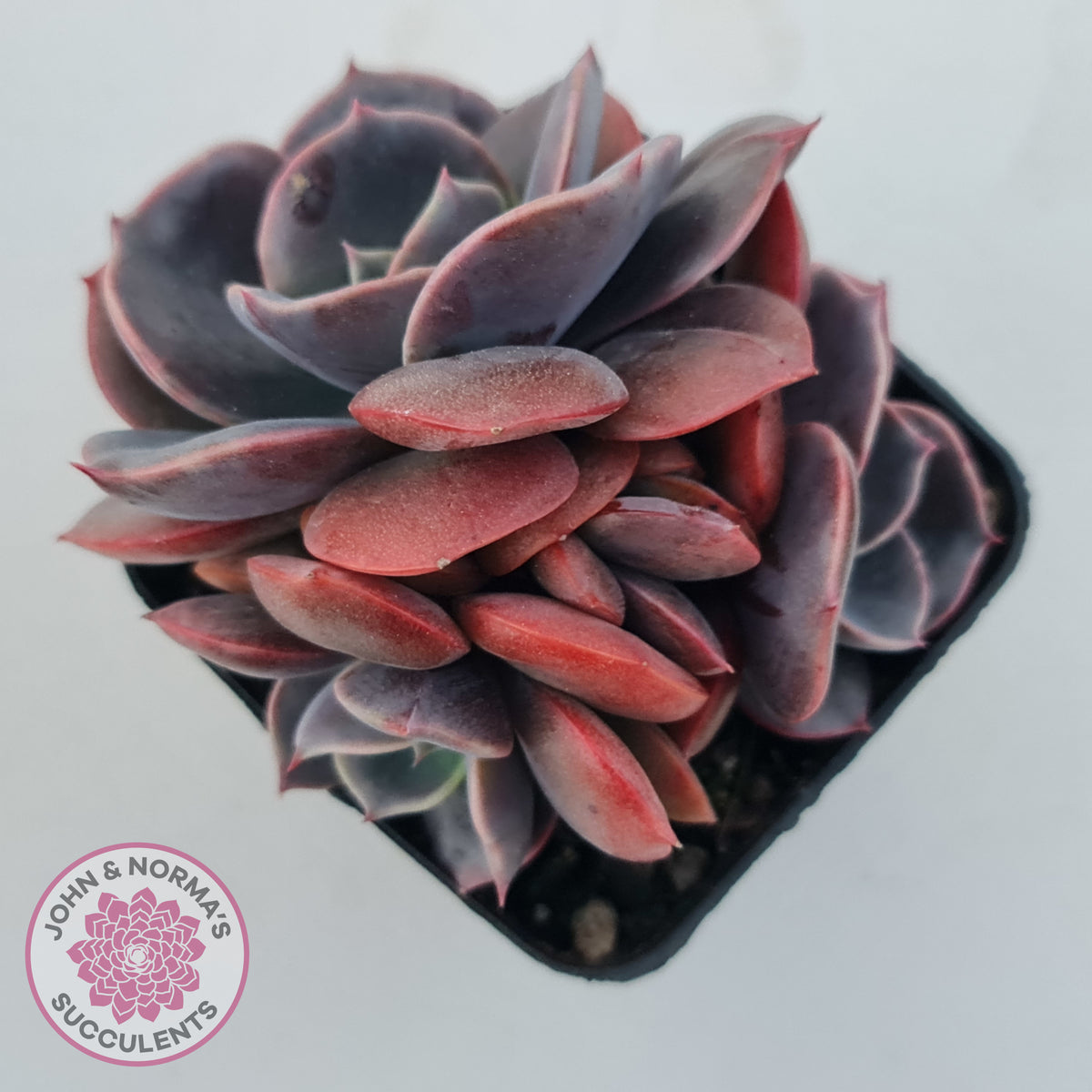 Echeveria Blue Metal (Single)
