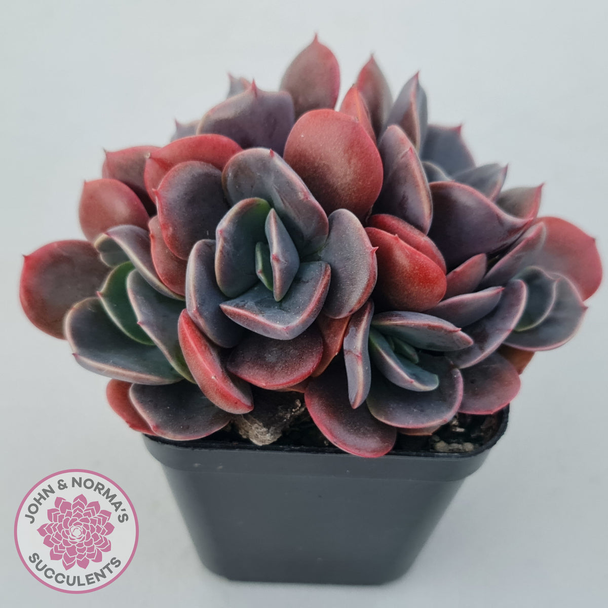Echeveria Blue Metal (Single)