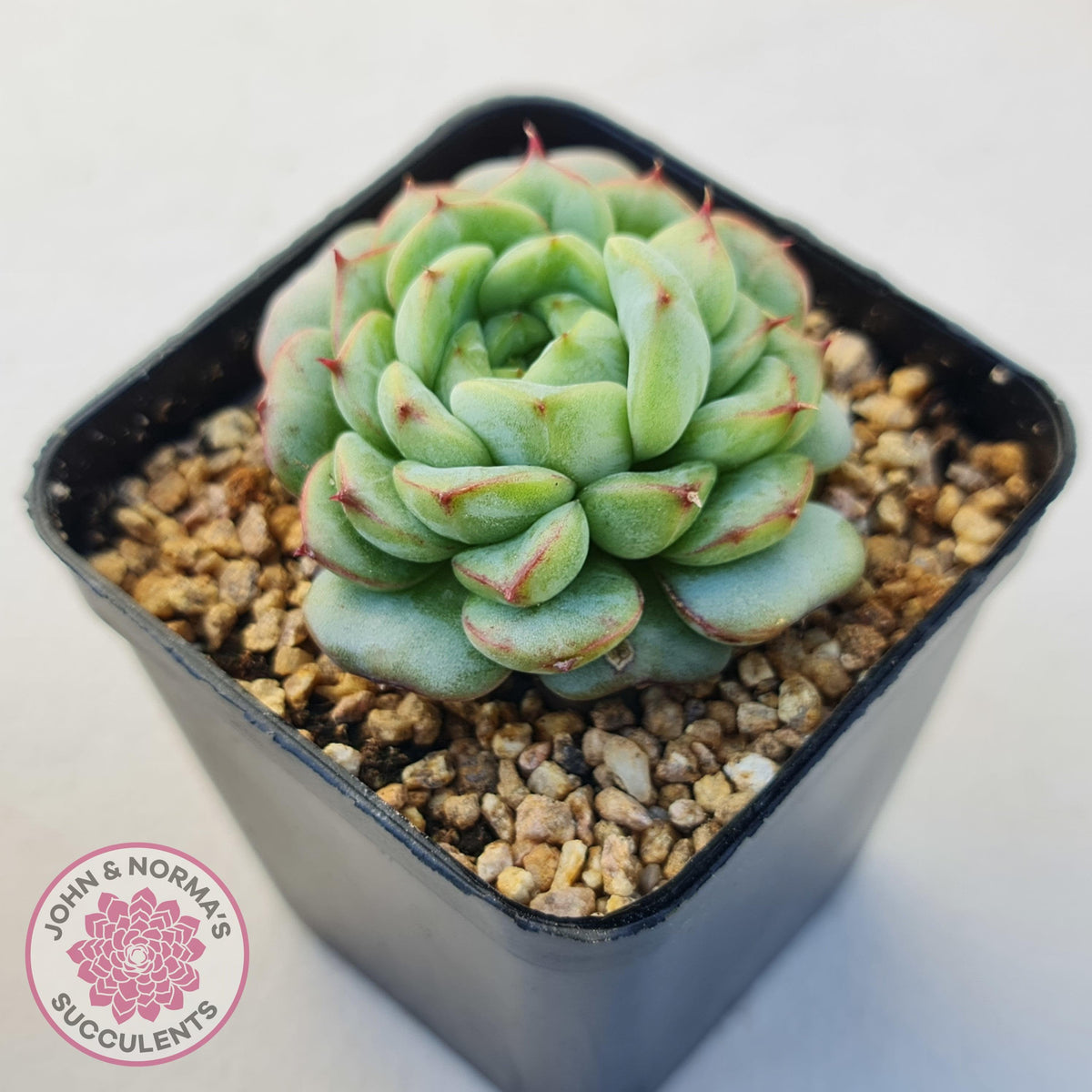 Echeveria 'Blue Peacock'