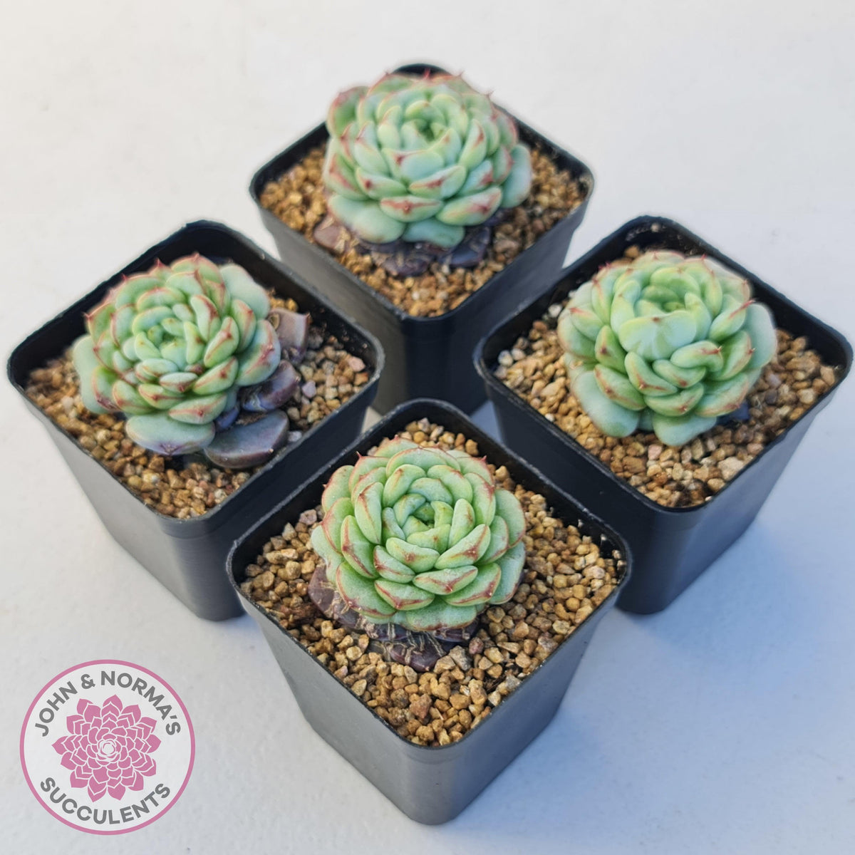 Echeveria 'Blue Peacock'