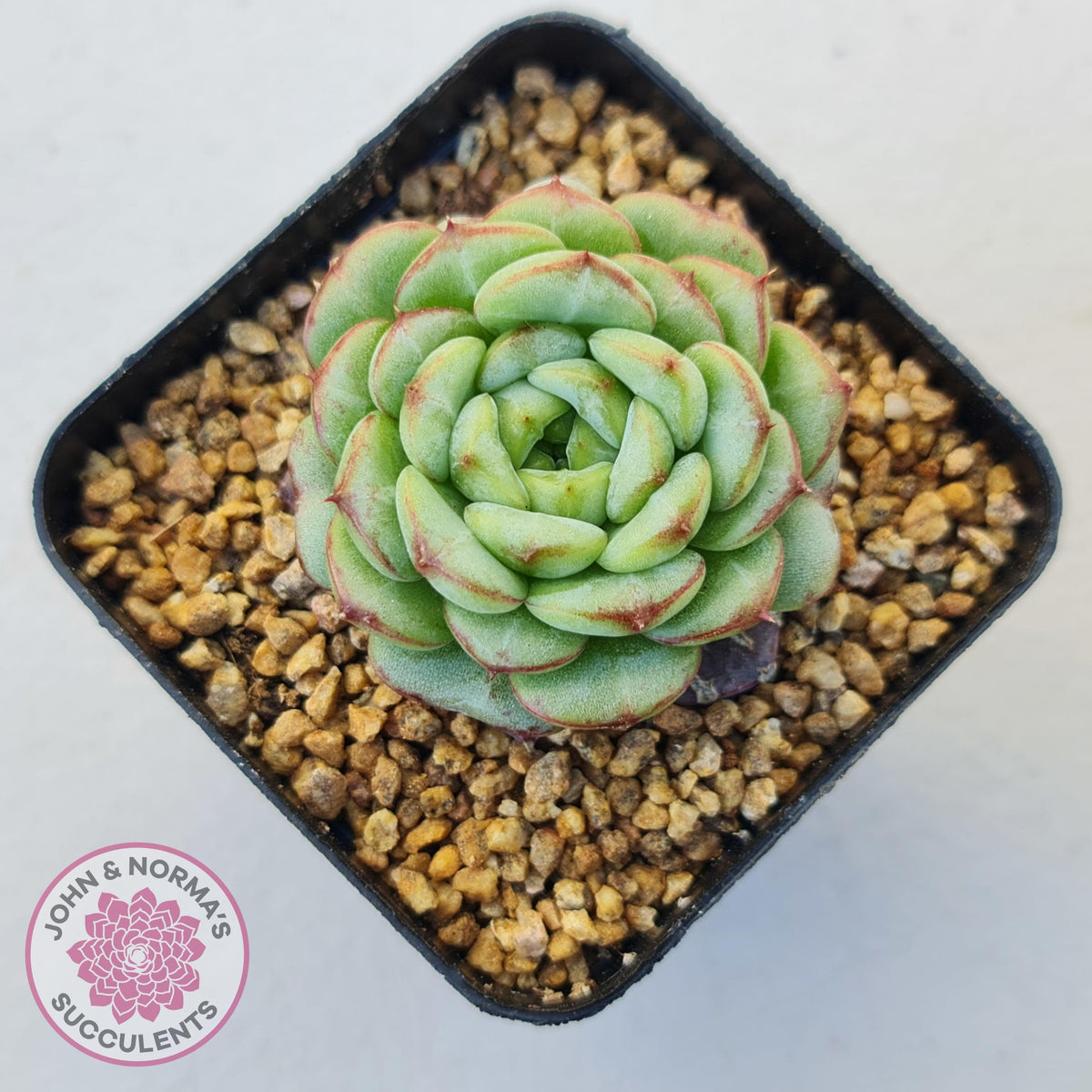 Echeveria 'Blue Peacock'