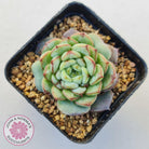 Echeveria 'Blue Peacock'